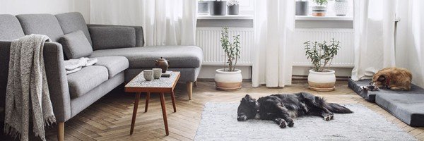 Furnished family living room with two dogs